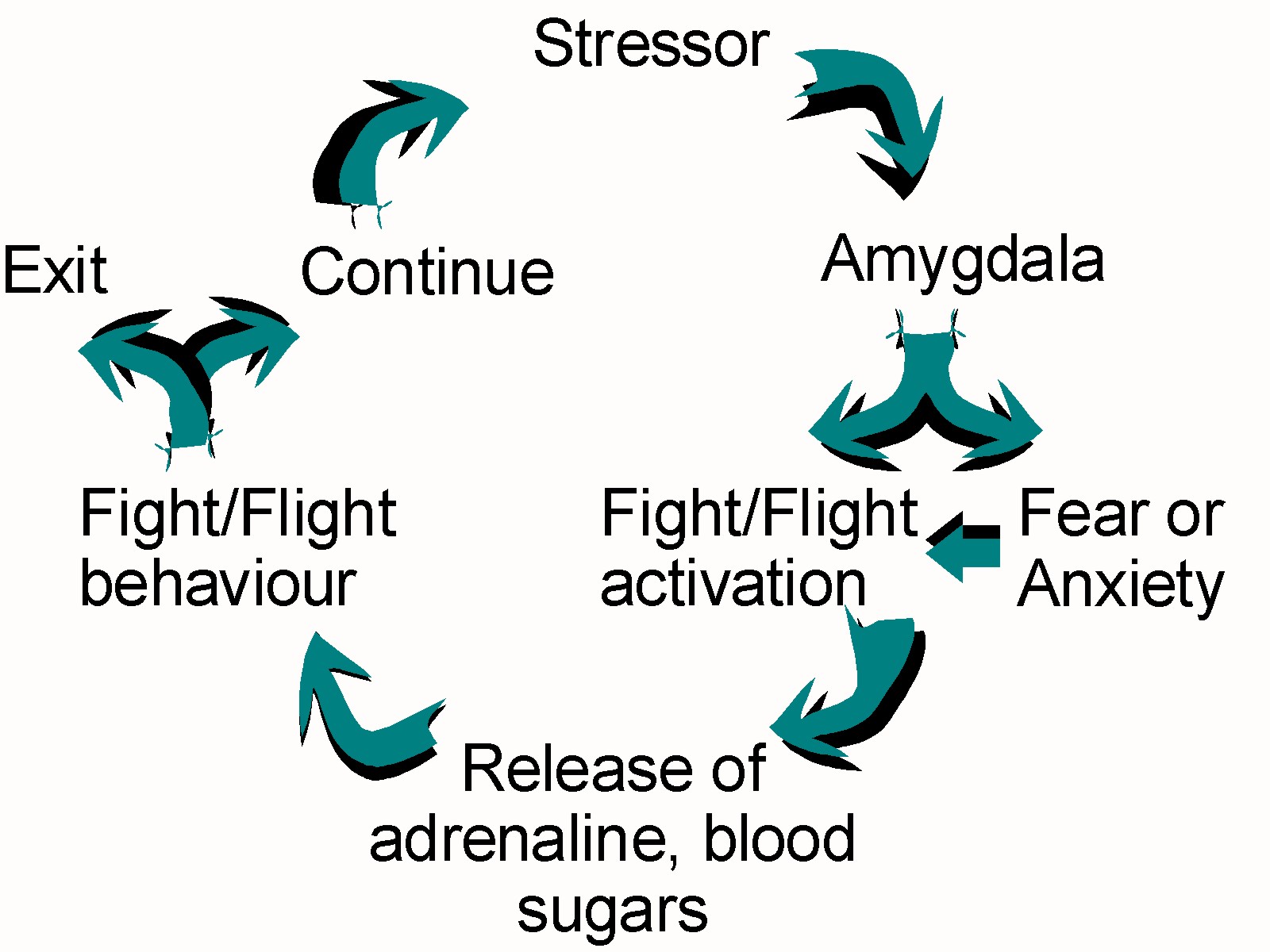 Taming the Amygdala